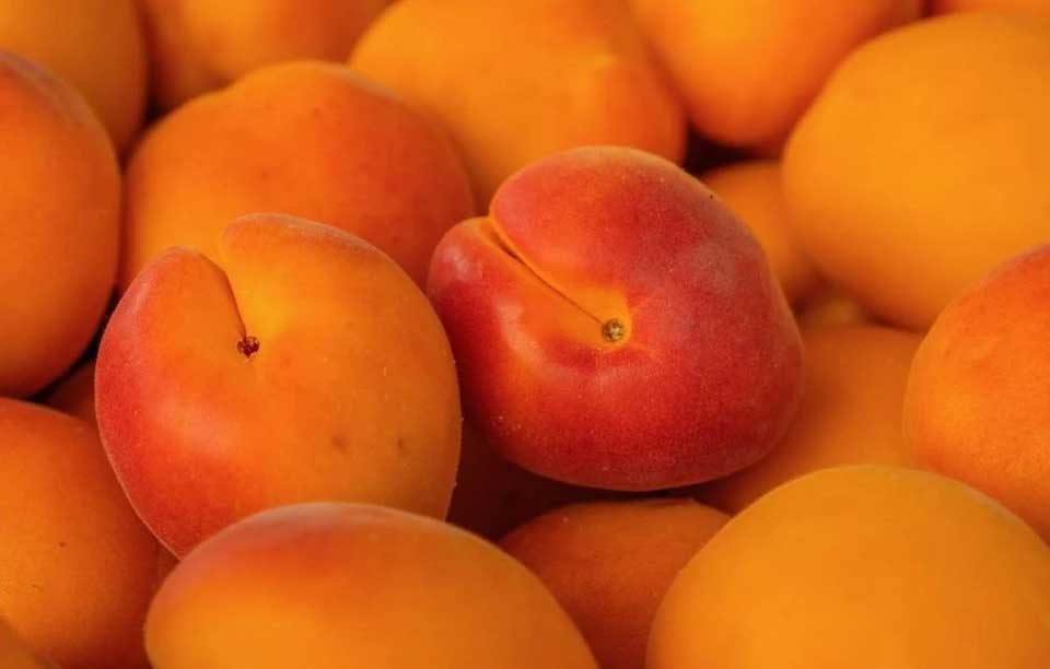 les abricots