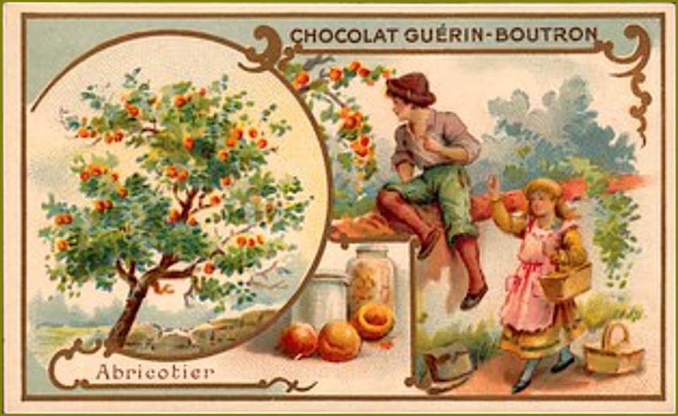 les abricots