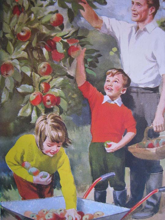 La cueillette des pommes