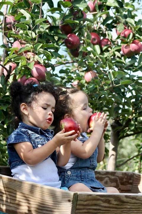 La cueillette des pommes