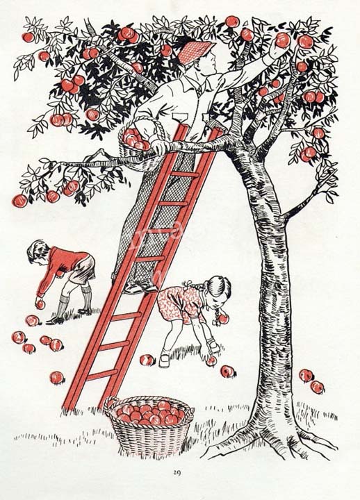 La cueillette des pommes