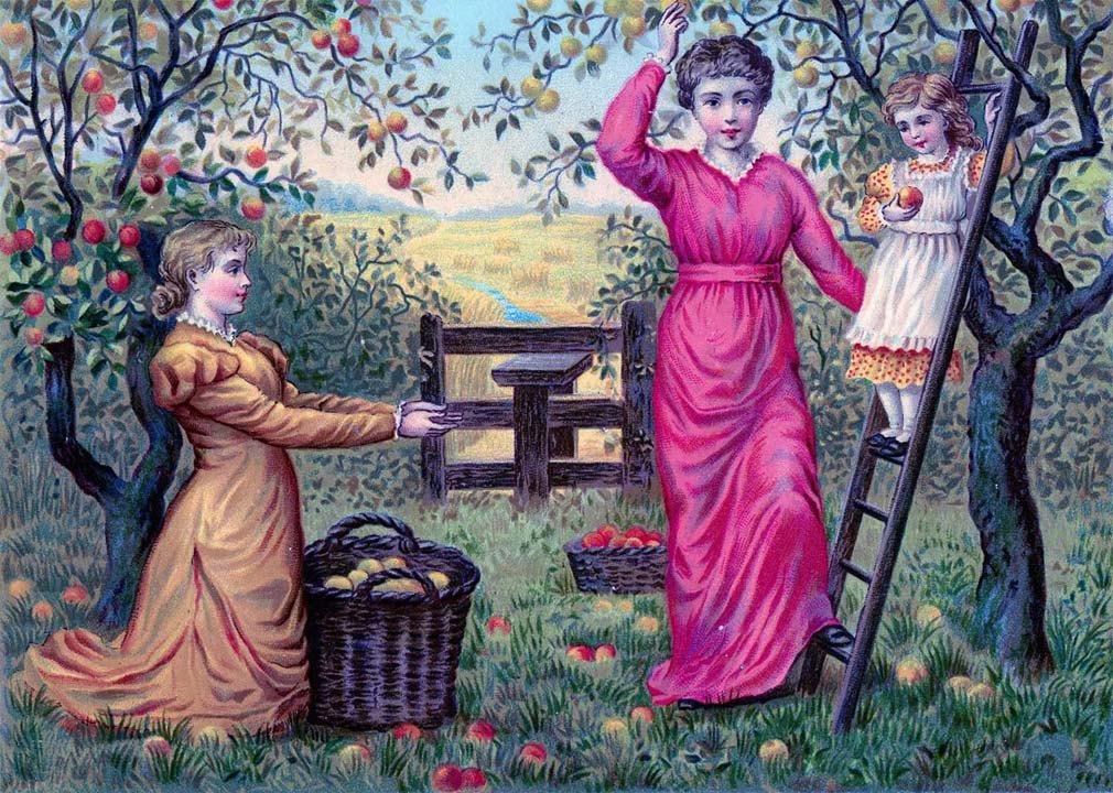 La cueillette des pommes