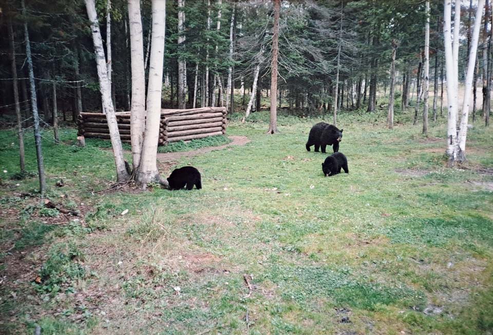 Le livre des records de Papytane